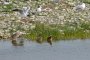 Mouettes rieuses adultes et poussins