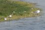 Mouette rieuse et Mouettes pygmées