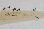 Fuligules milouins, Fuligules morillons et Vanneau huppé