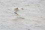 Aigrette garzette