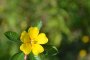 Ludwigia peploides - Jussie rampante (fleur)
