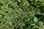 Lepidium graminifolium - Passerage à feuilles de graminée