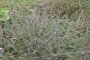 Odontites vernus subsp. serotinus - Odontite tardif