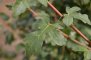 Acer campestre - Érable champêtre (feuille)