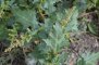 Oxybasis rubra var. rubra - Chénopode rouge (feuilles)
