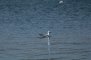 Mouette rieuse (1er hiver)