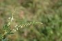Melilotus albus - Mélilot blanc (fleurs)