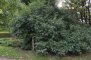 Quercus glauca - Chêne bleu du Japon