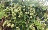 Humulus lupulus - Houblon grimpant (fruits)