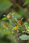 Bidens frondosa - Bident à fruits noirs (fleur) {JPEG}