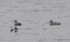 Canards chipeau et souchet