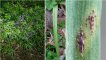 Uromyces hyacinthi - rouille de la jacinthe des bois sur jacinthe des bois (...)