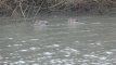 Couple de Canards chipeaux