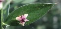 Fragon - fleur mâle