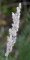 calamagrostis epigejos - inflorescence