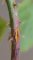Kuehneola uredinis - Rouille de la ronce sur ronce - Rubus fruticosus