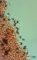 Psathyrella artemisia - microscopie