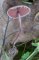 Melanophyllum haematospermum
