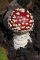 Amanita muscaria
