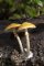 Galerina marginata