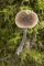 Pluteus thomsonii