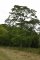 Ailanthus altissima - Elante