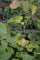 Aristolochia clematitis - Aristoloche (fruit)