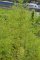 Artemisia annua - Armoise annuelle