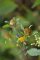 Bidens frondosa - Bident à fruits noirs (fleur)