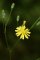 Lapsana communis