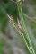 Carex pilulifera - laîche à pilules