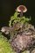 auriscalpium vulgare