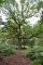 chêne remarquable - Quercus petraea (partie boisée de la tourbière des Froux)