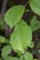 Ulmus montana - feuille