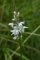 Dactylorhiza maculata (tourbière des Froux)