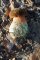 Boletus erythropus - Chênaie-châtaigneraie