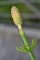 Equisetum fluviatile - détail