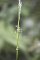 Glyceria notata (tourbière des Froux)