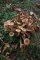 Armillaria tabescens - sous-bois