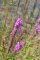 Lythrum salicaria - Salicaire (épis floral)