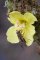 Ferdinandea cuprea sur Verbascum densiflorum