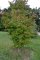 Parrotia persica - Parrotie de Perse, arbre de fer