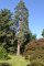Pinus sylvestris var. rigensis - Pin sylvestre de Riga
