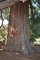 tronc du Séquoia géant