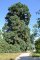 Sequoiadendron giganteum - Séquoia géant