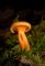 Hygrophoropsis aurantiaca