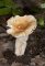 Russula fellea