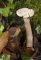 Clitocybe geotropa