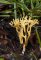 Ramariopsis corniculata