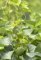 aristolochia clematitis - feuilles